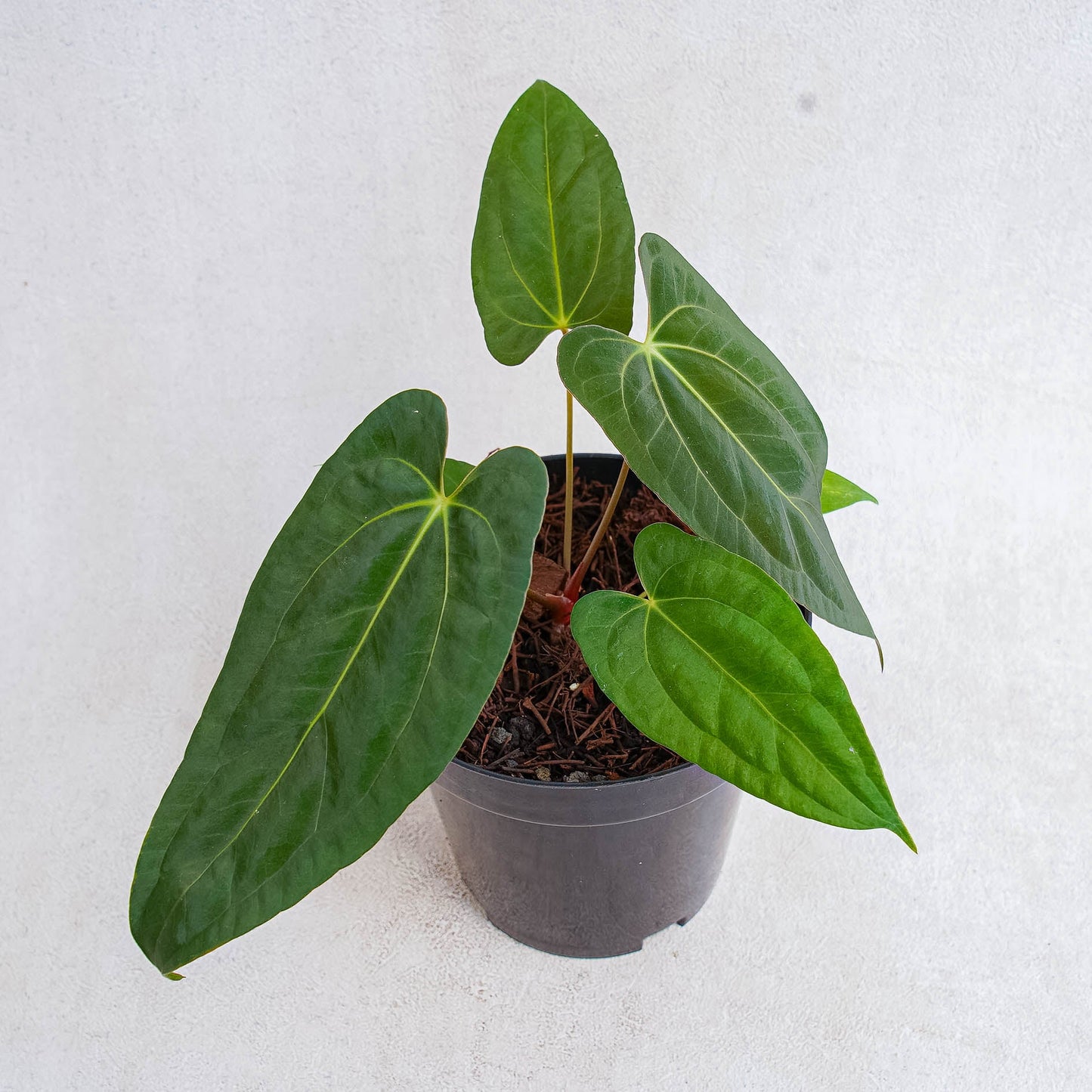 Anthurium Fort Sherman Hybrid