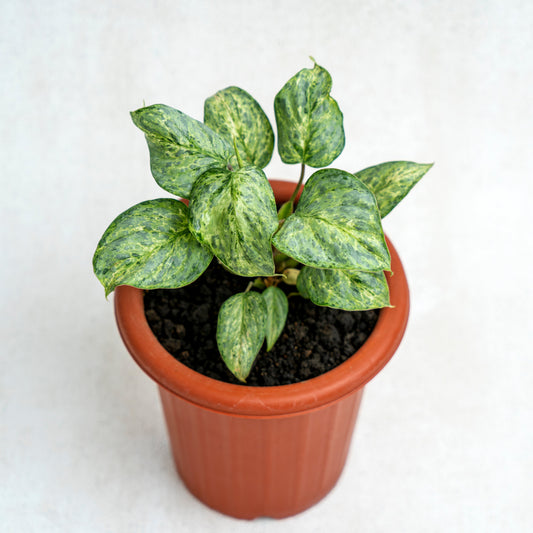 Philodendron Sodiroi Variegated - Indonesian Rare Plants