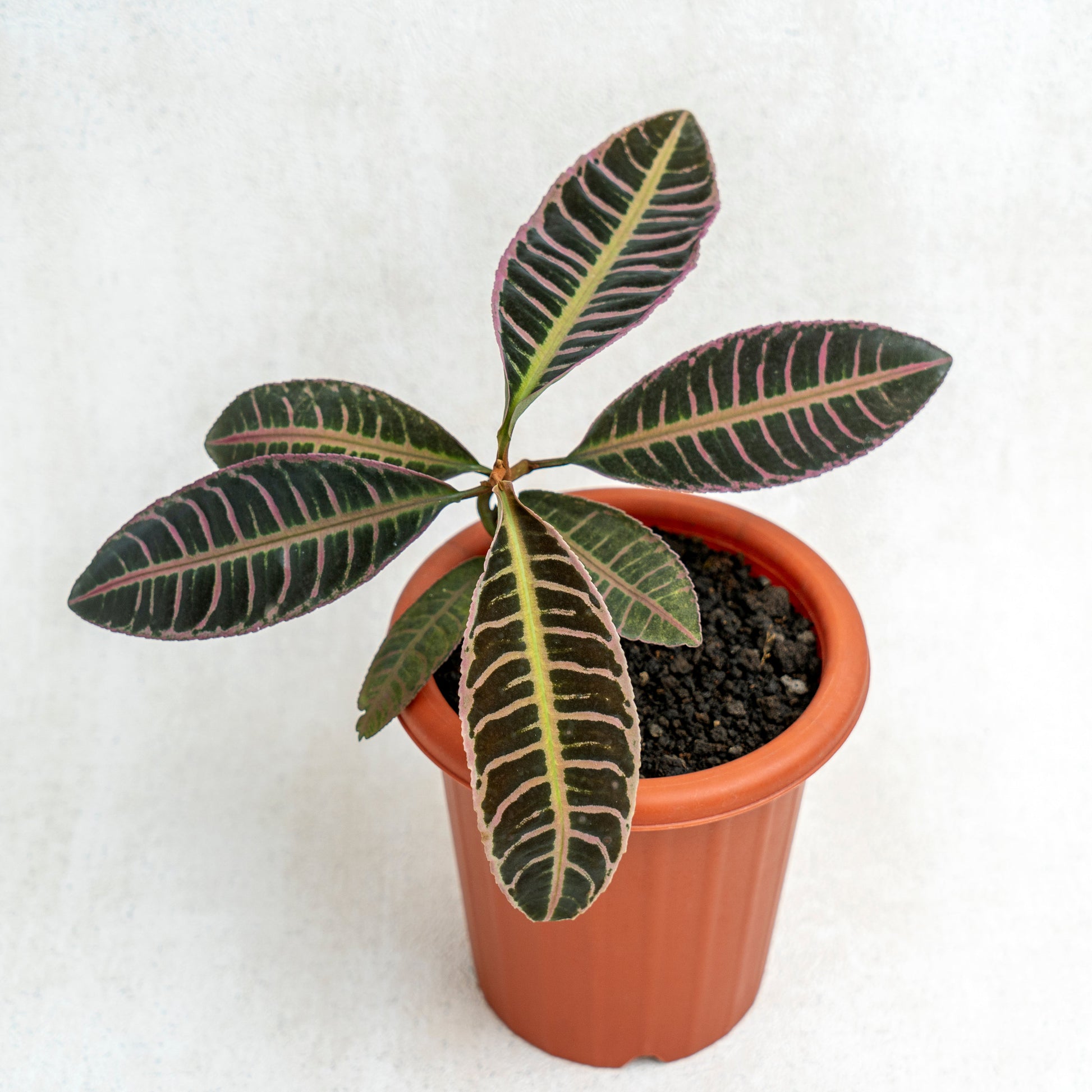 Labisia Fishbone SP Riau - Pink - Indonesian Rare Plants