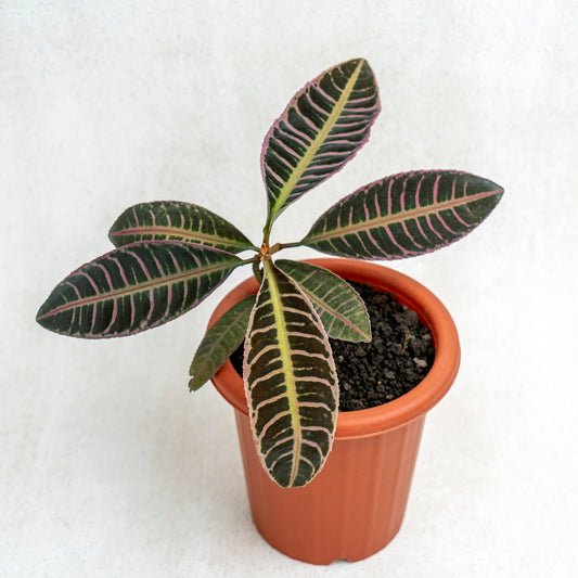 Labisia Fishbone SP Riau - Pink - Indonesian Rare Plants