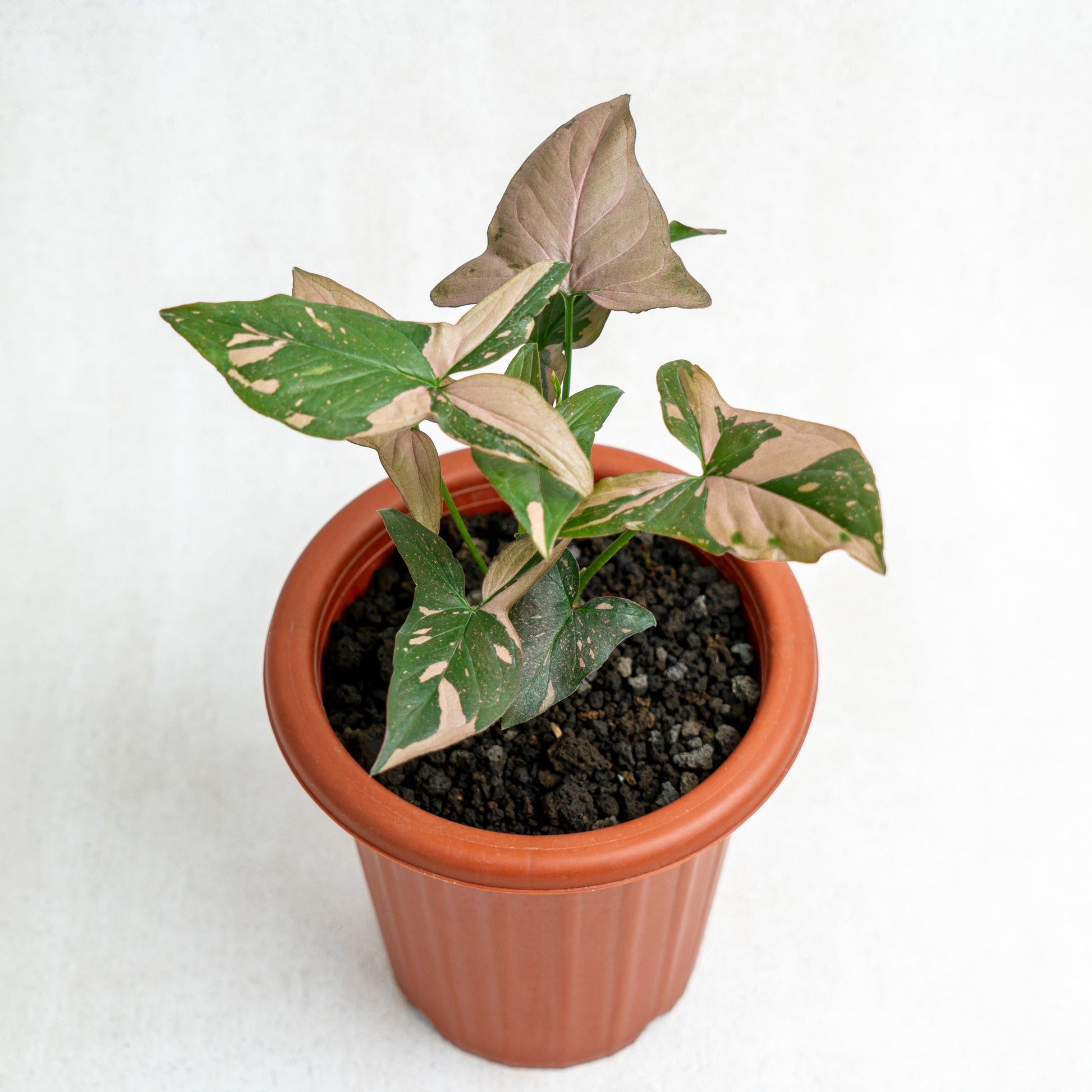 Syngonium Pink Splash - Indonesian Rare Plants
