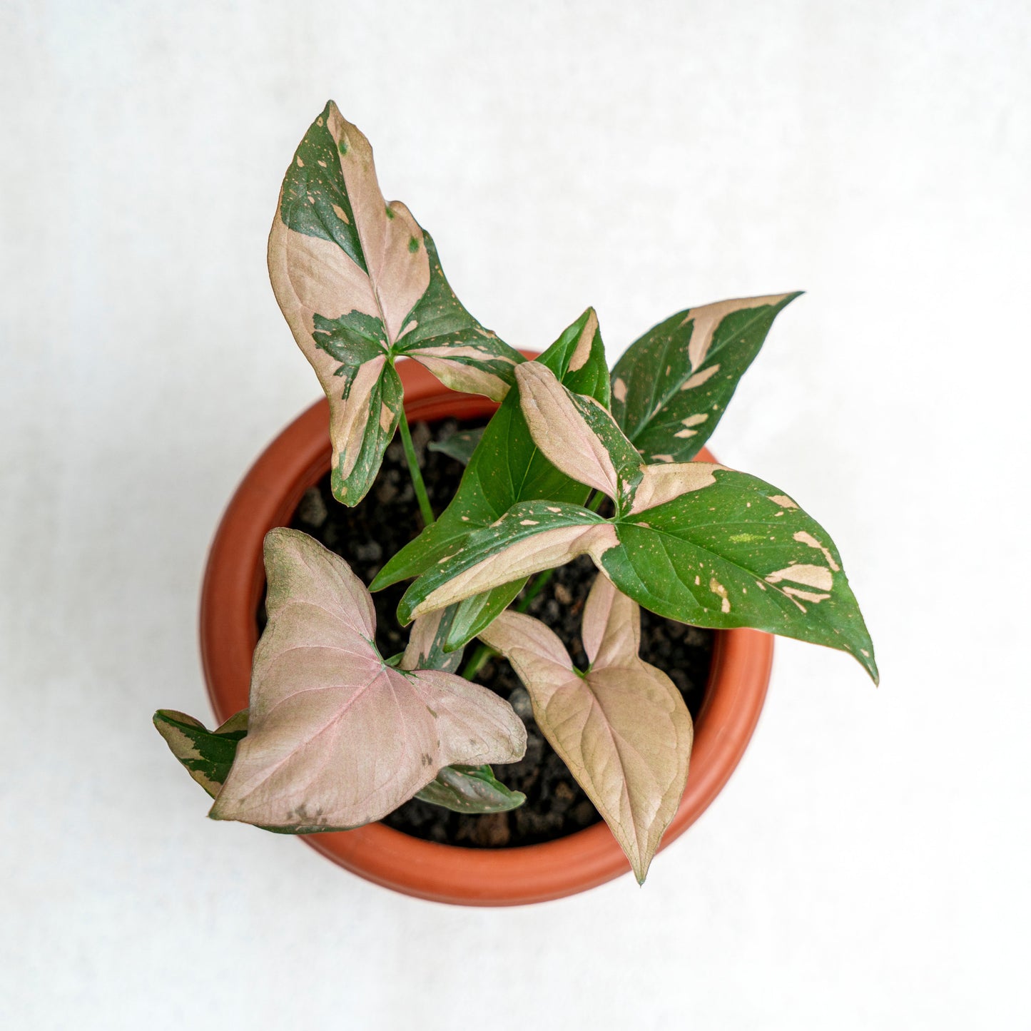 Syngonium Pink Splash