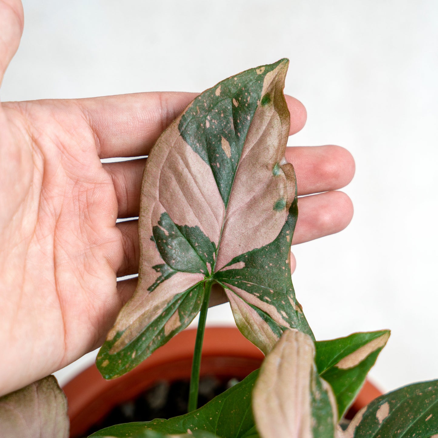 Syngonium Pink Splash
