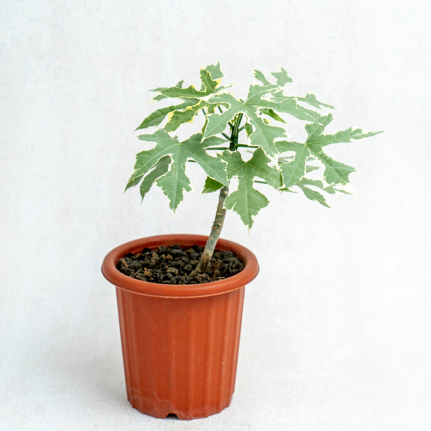 Cnidoscolus Aconitifolius Variegated - Indonesian Rare Plants