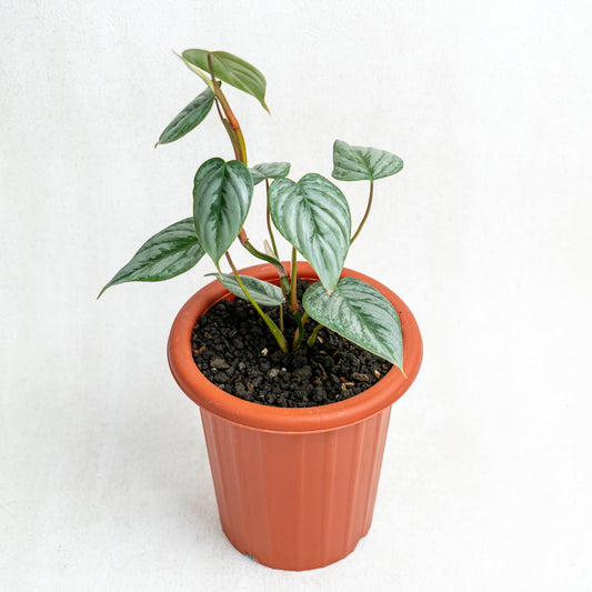 Philodendron Sodiroi - Indonesian Rare Plants