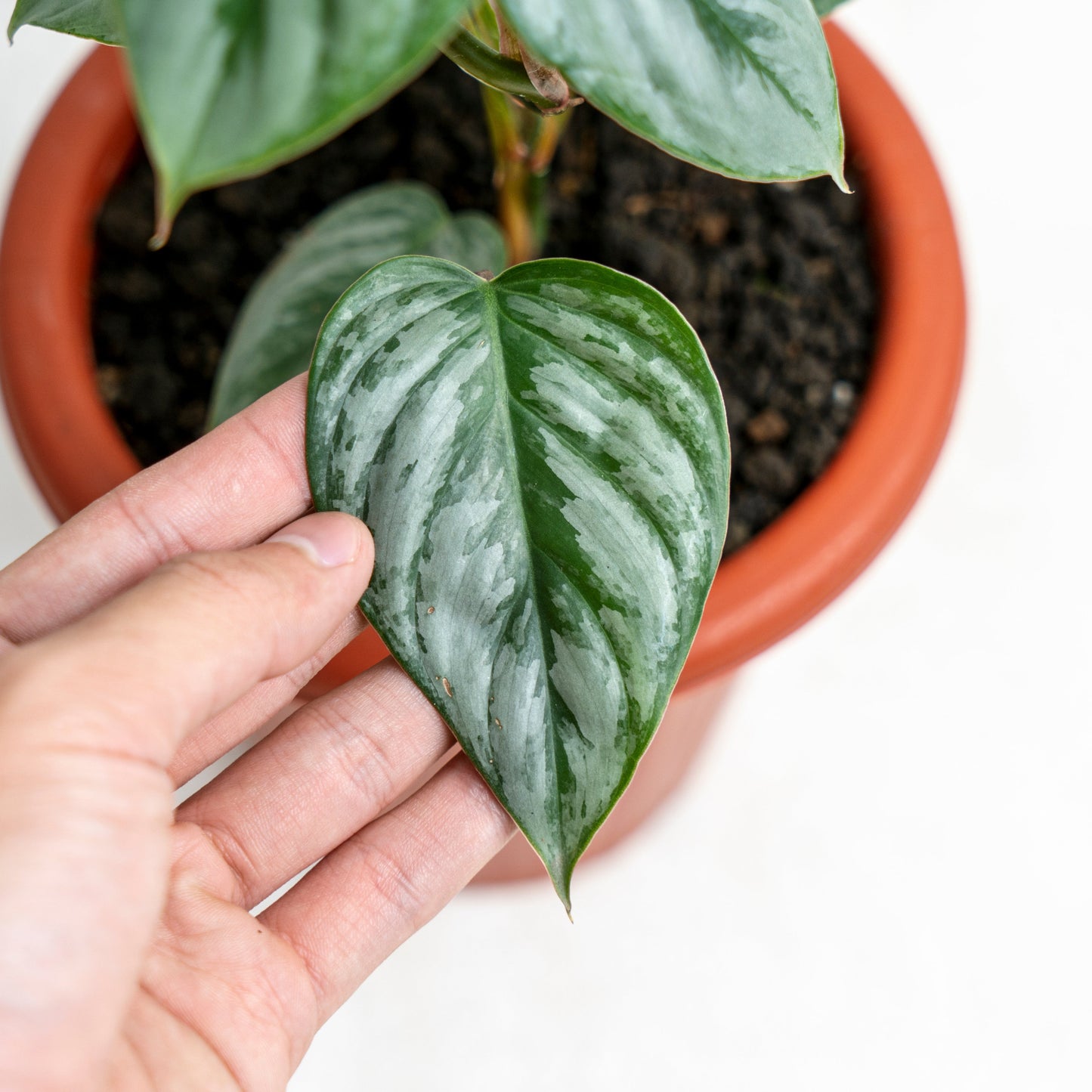 Philodendron Sodiroi