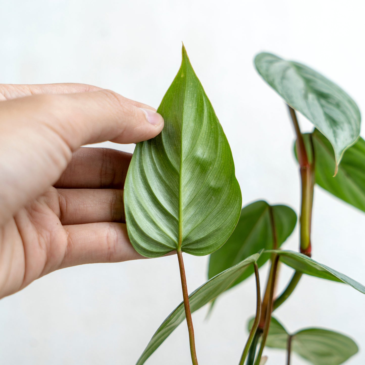 Philodendron Sodiroi