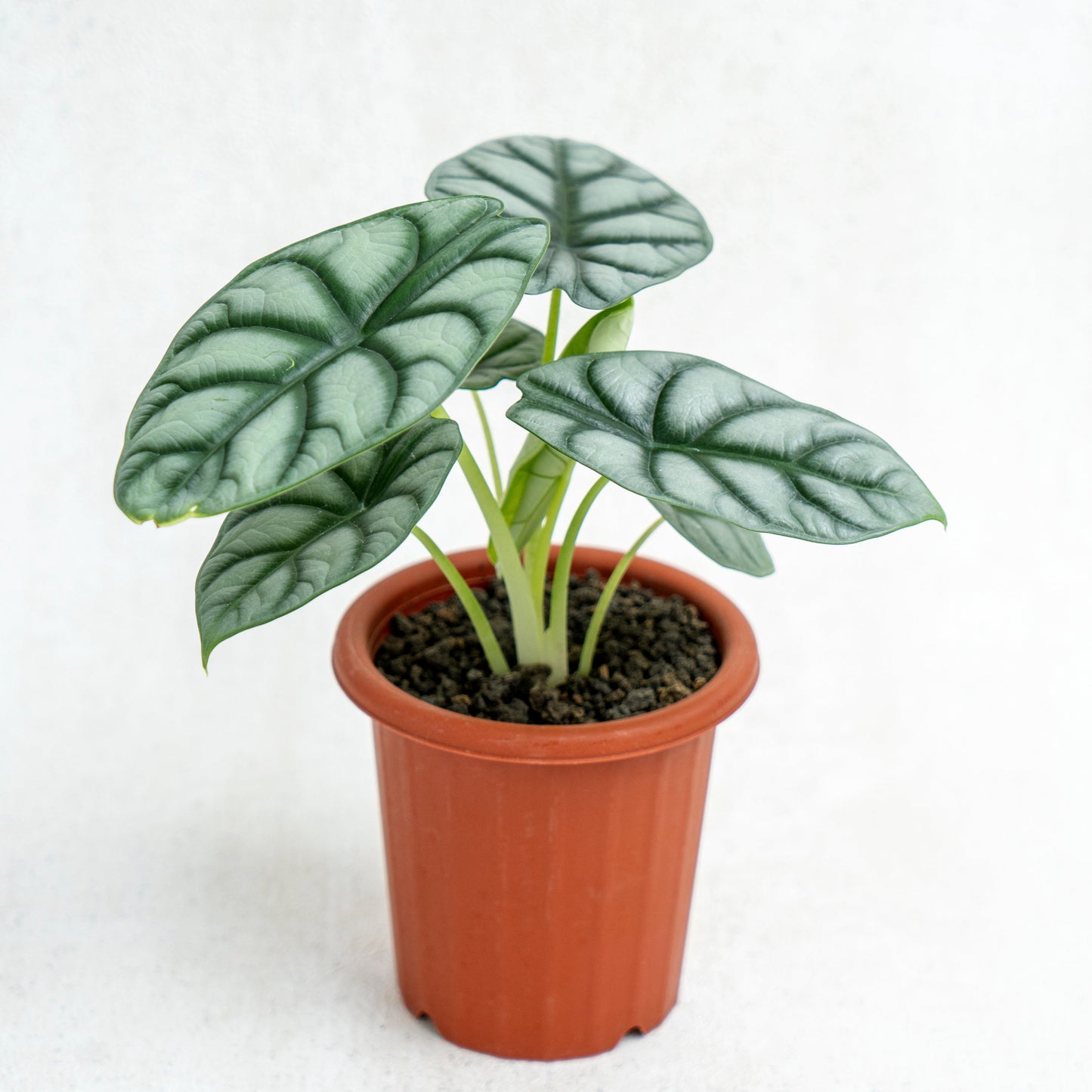 Alocasia Silver Dragon - Indonesian Rare Plants