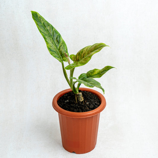 Philodendron Subhastatum Variegated - Indonesian Rare Plants