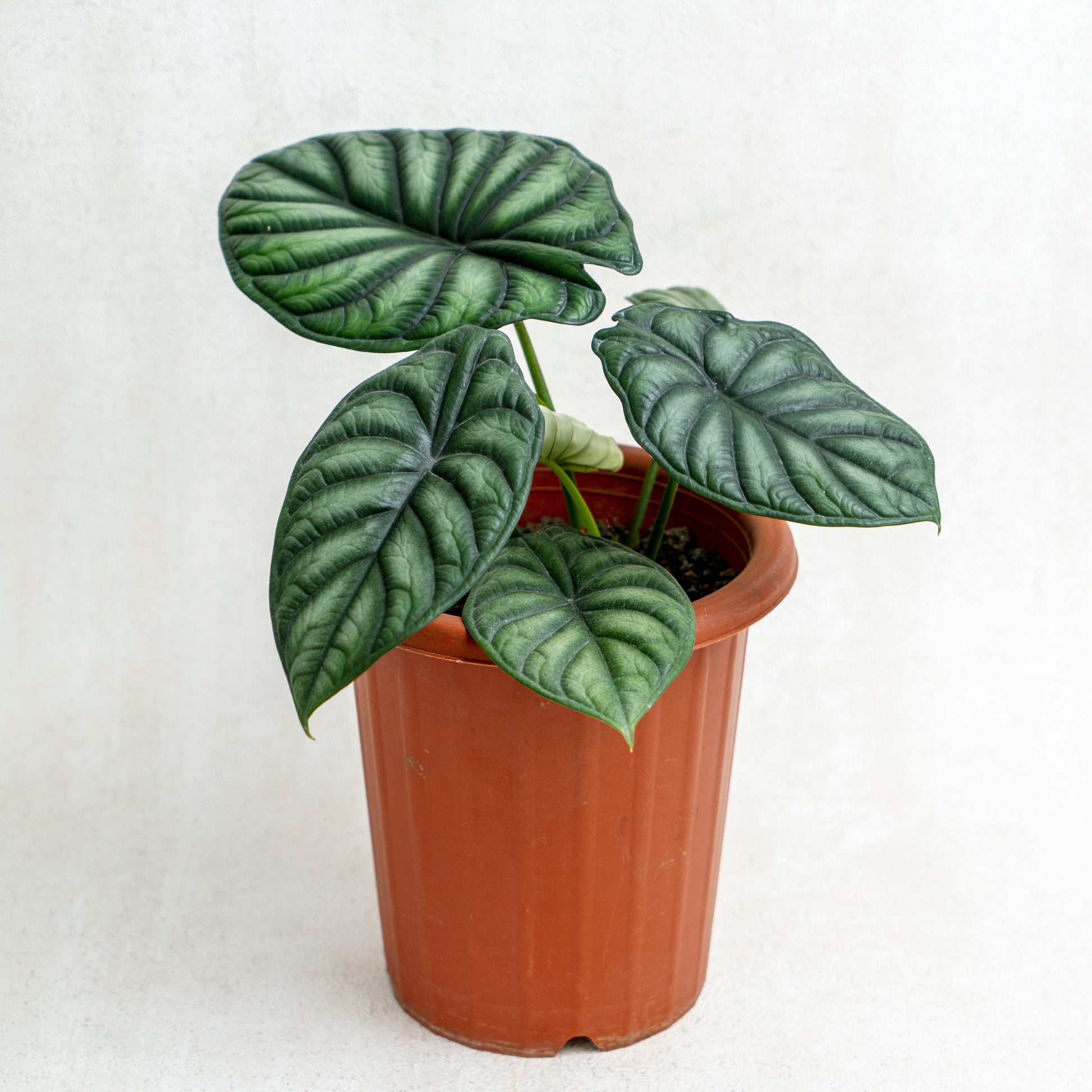 Alocasia Dragon Scale SP Borneo - Indonesian Rare Plants