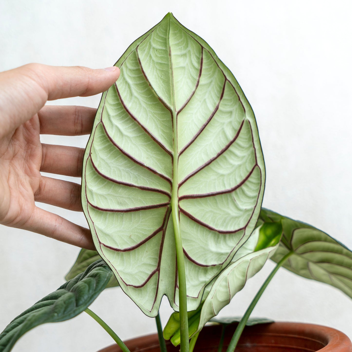 Alocasia Dragon Scale SP Borneo