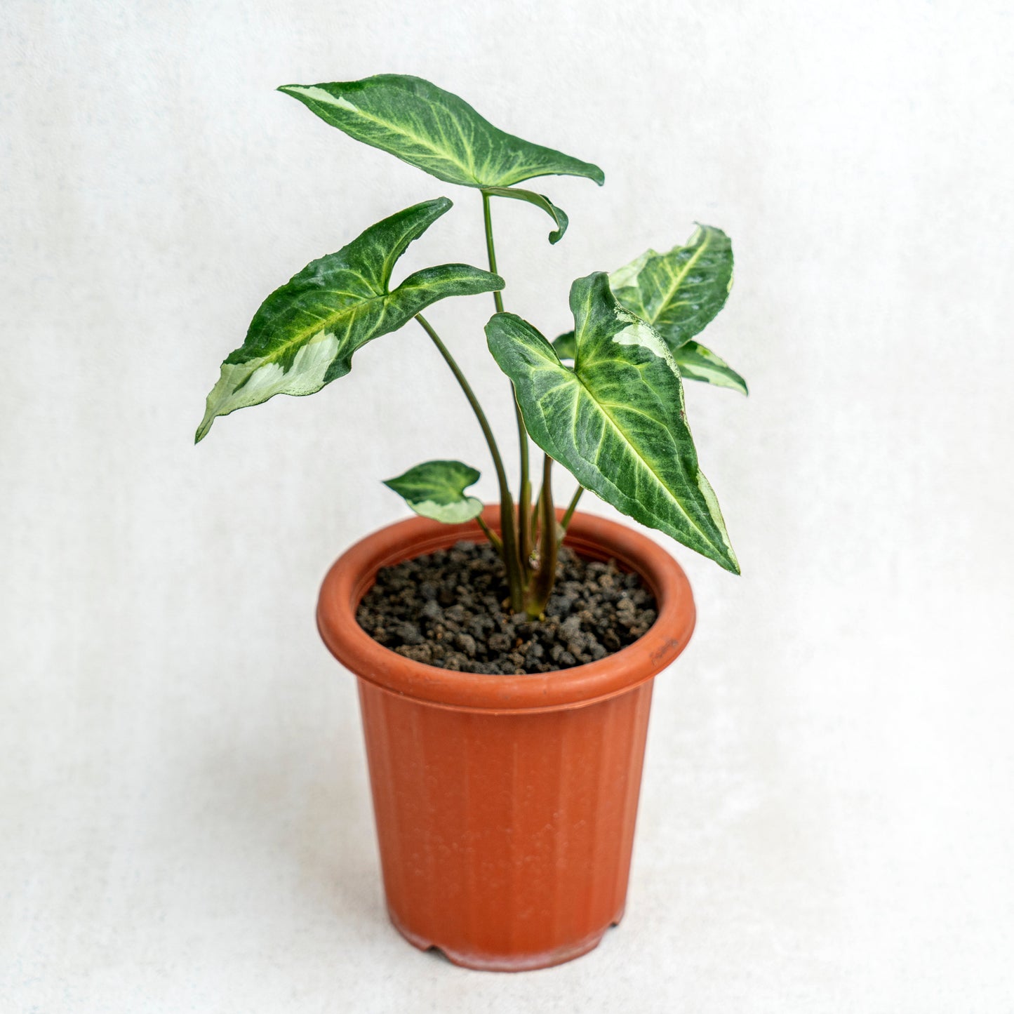 Syngonium Magic Marble - Indonesian Rare Plants