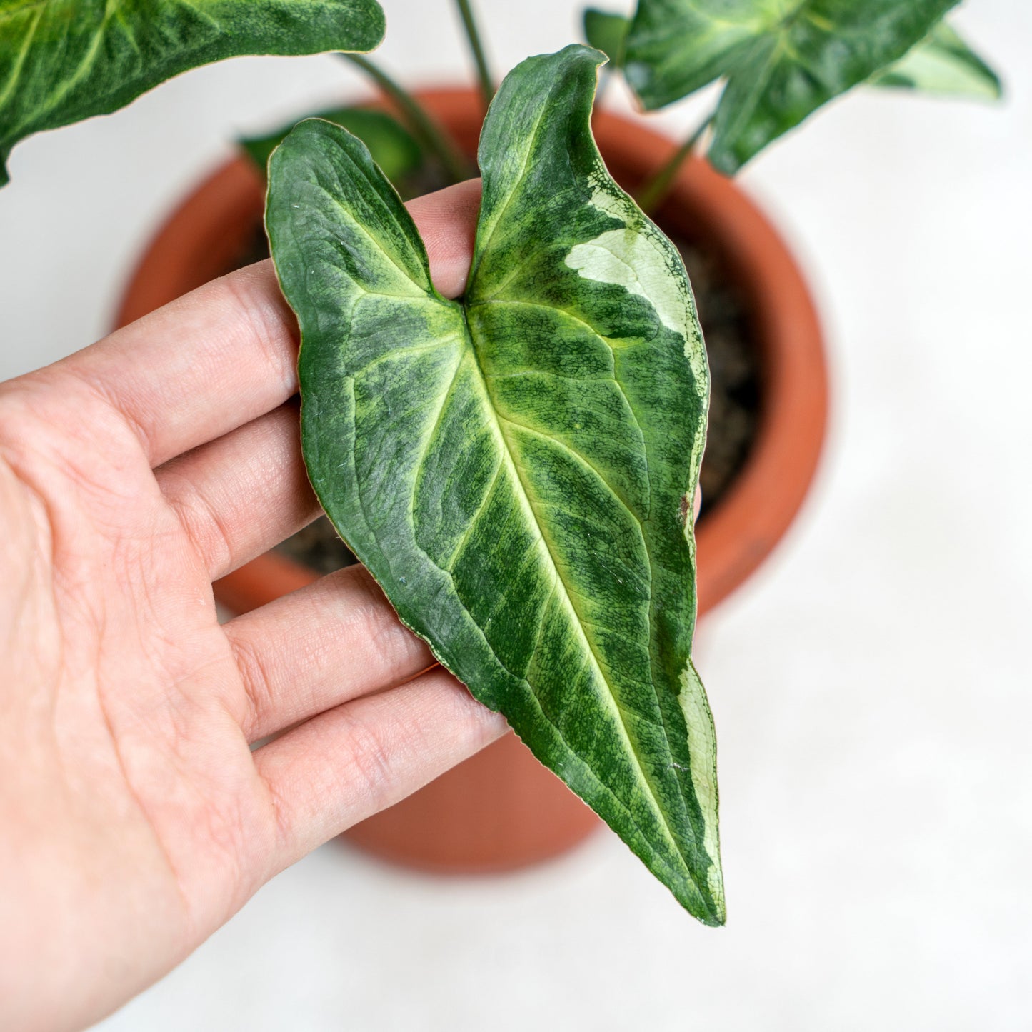 Syngonium Magic Marble