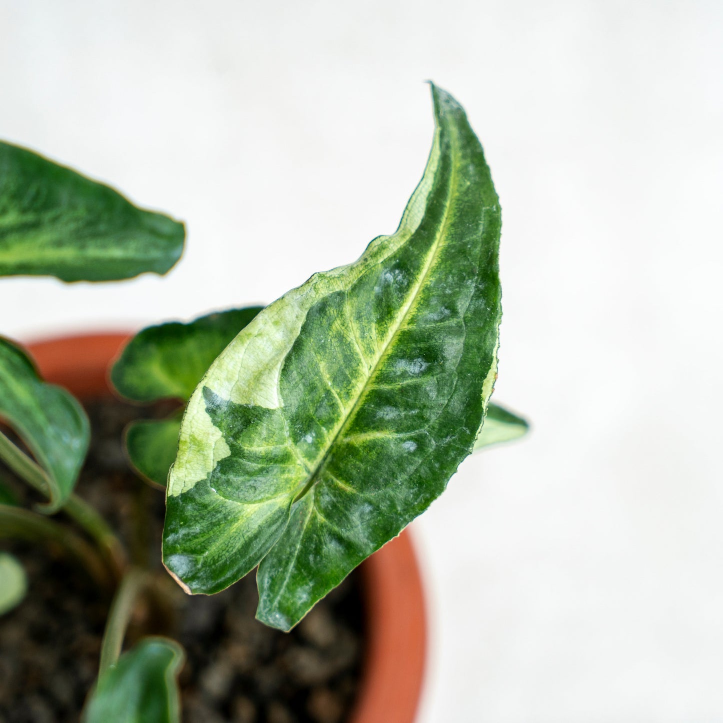 Syngonium Magic Marble