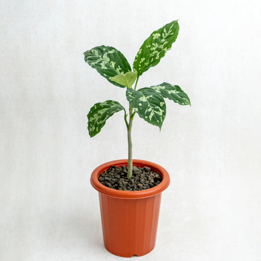 Aglaonema Pictum Bicolor - Indonesian Rare Plants