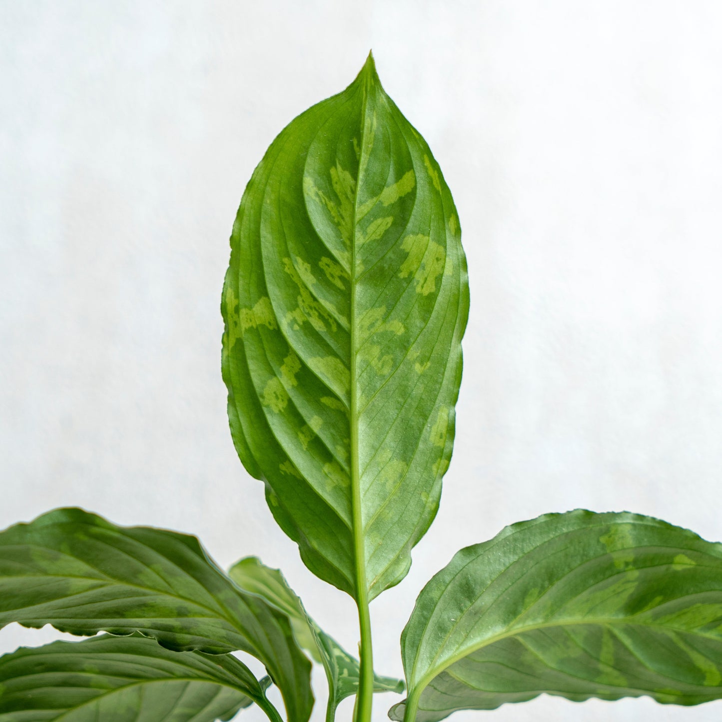 Aglaonema Pictum Bicolor