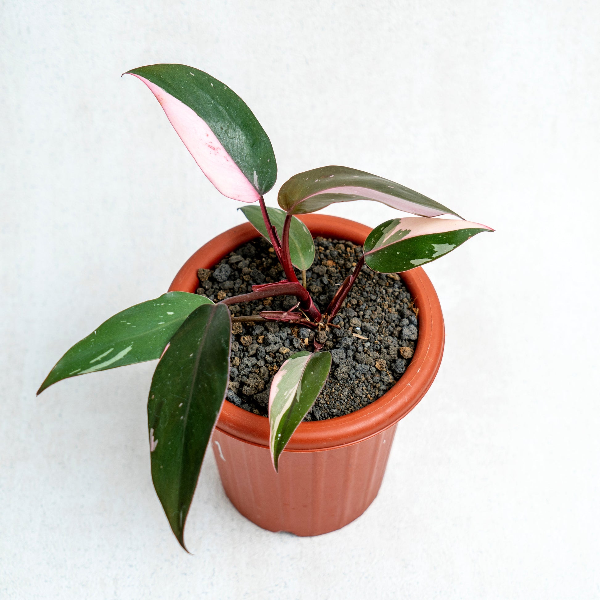 Philodendron Pink Princess - Indonesian Rare Plants