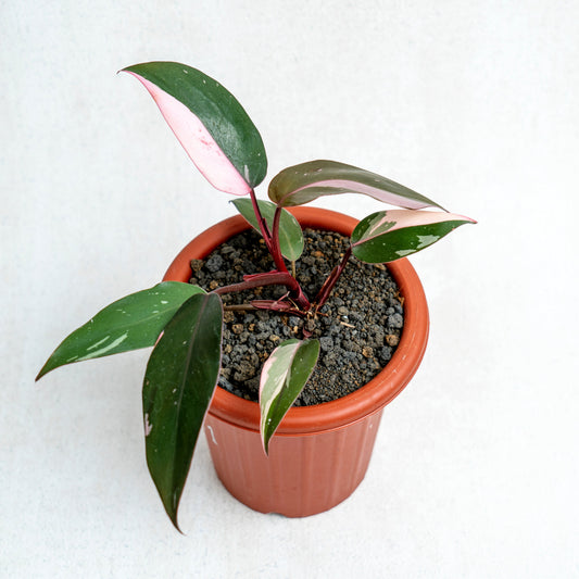 Philodendron Pink Princess - Indonesian Rare Plants