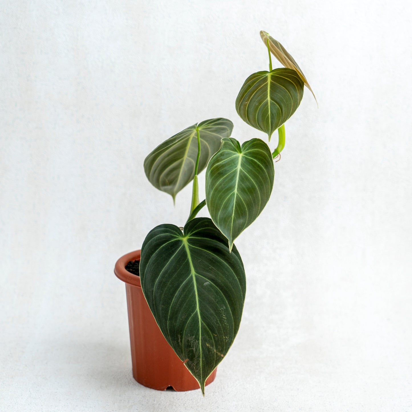 Philodendron Melanochrysum - Indonesian Rare Plants
