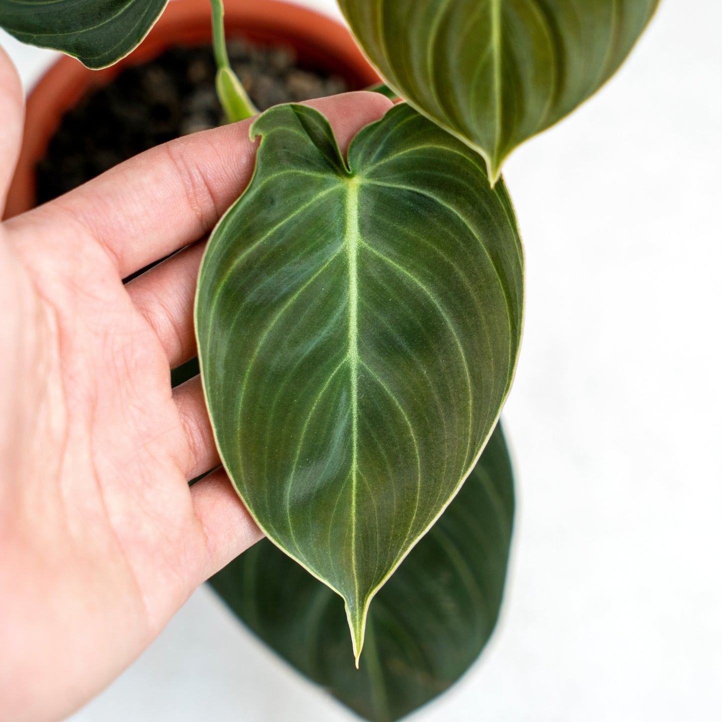 Philodendron Melanochrysum