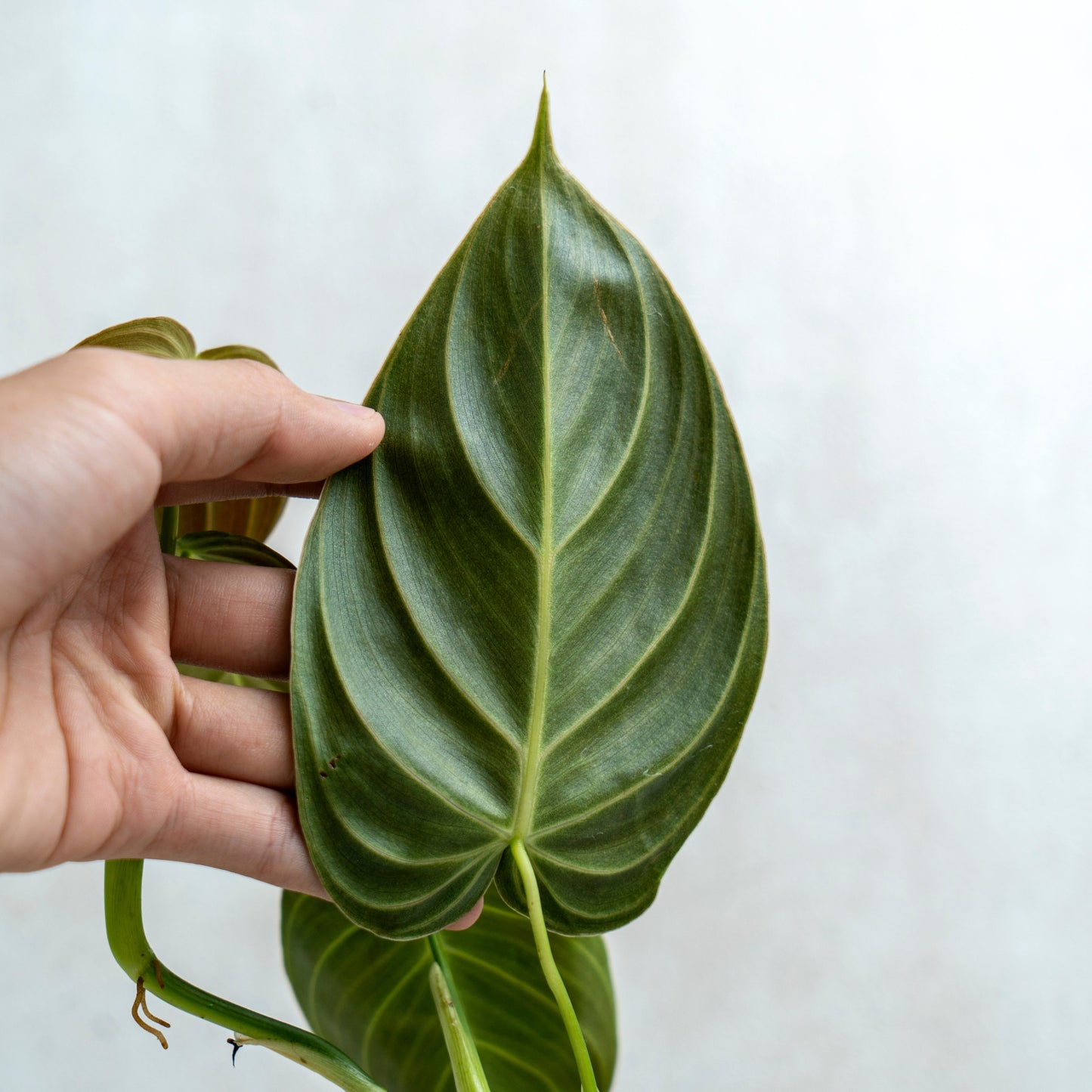 Philodendron Melanochrysum