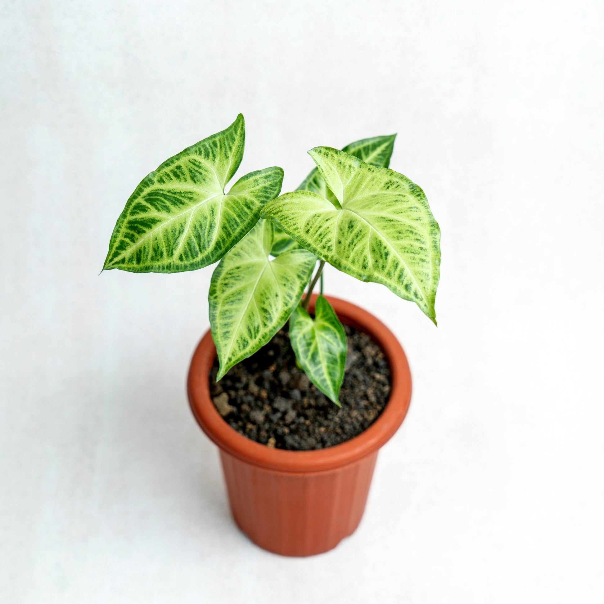 Syngonium Batik - Indonesian Rare Plants