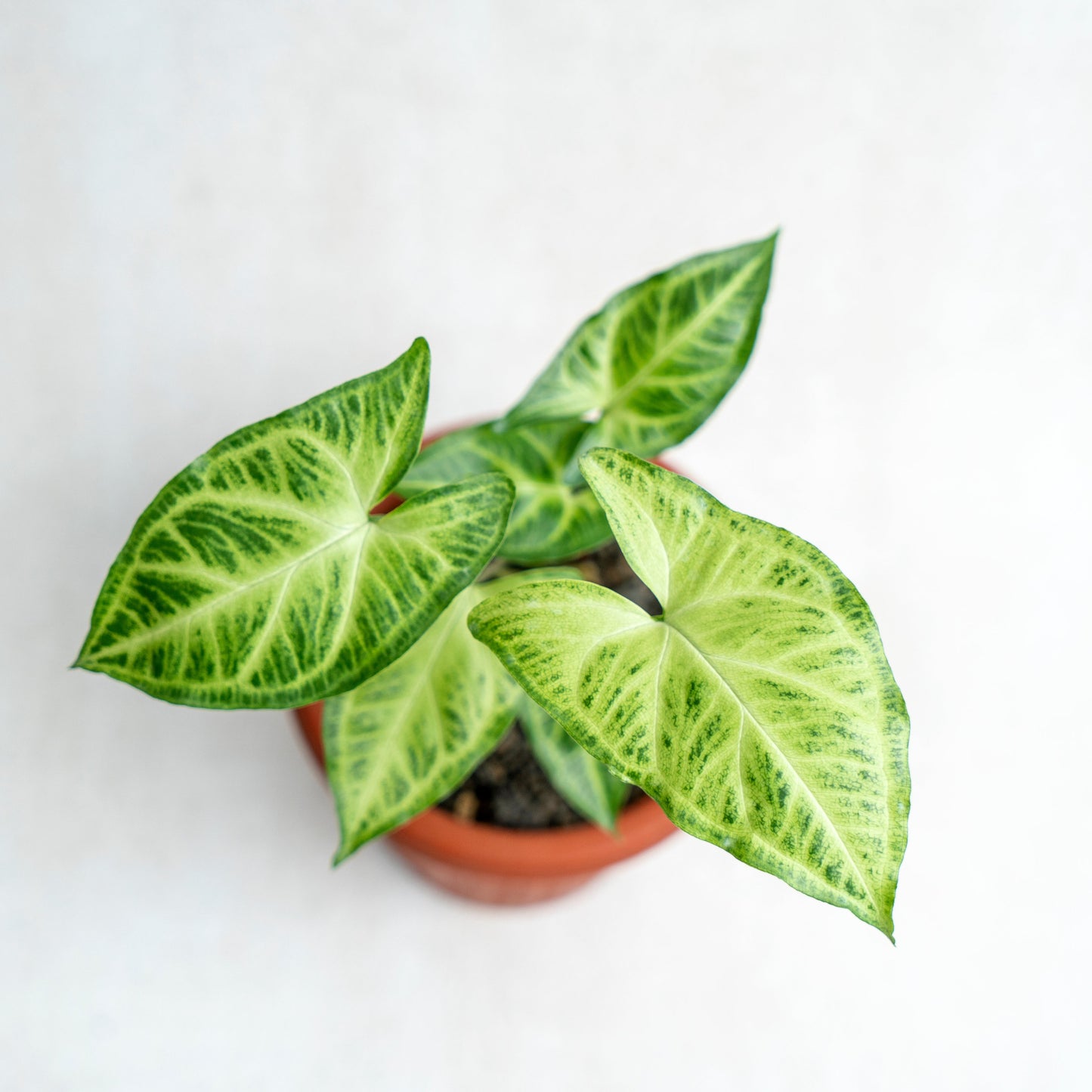 Syngonium Batik