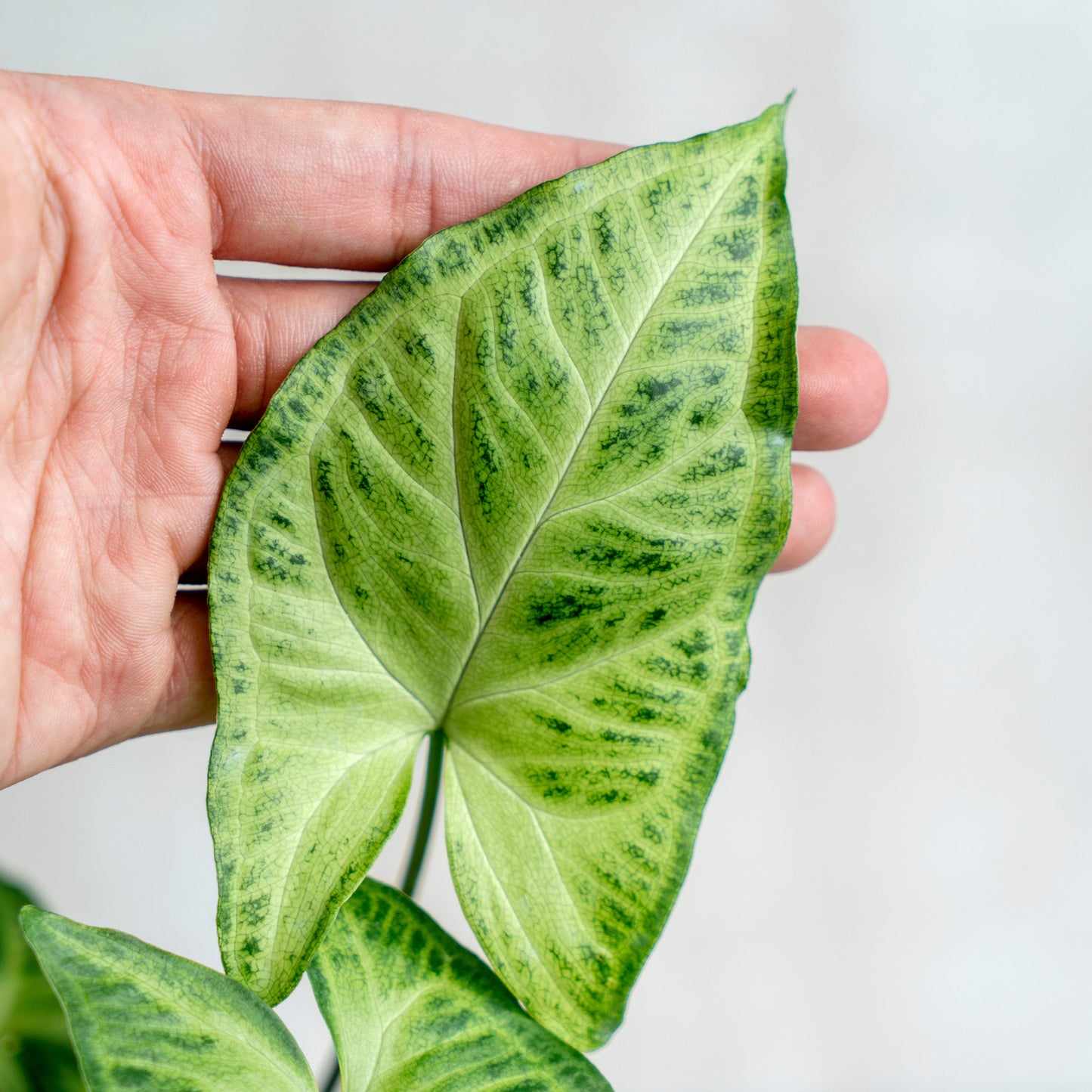Syngonium Batik