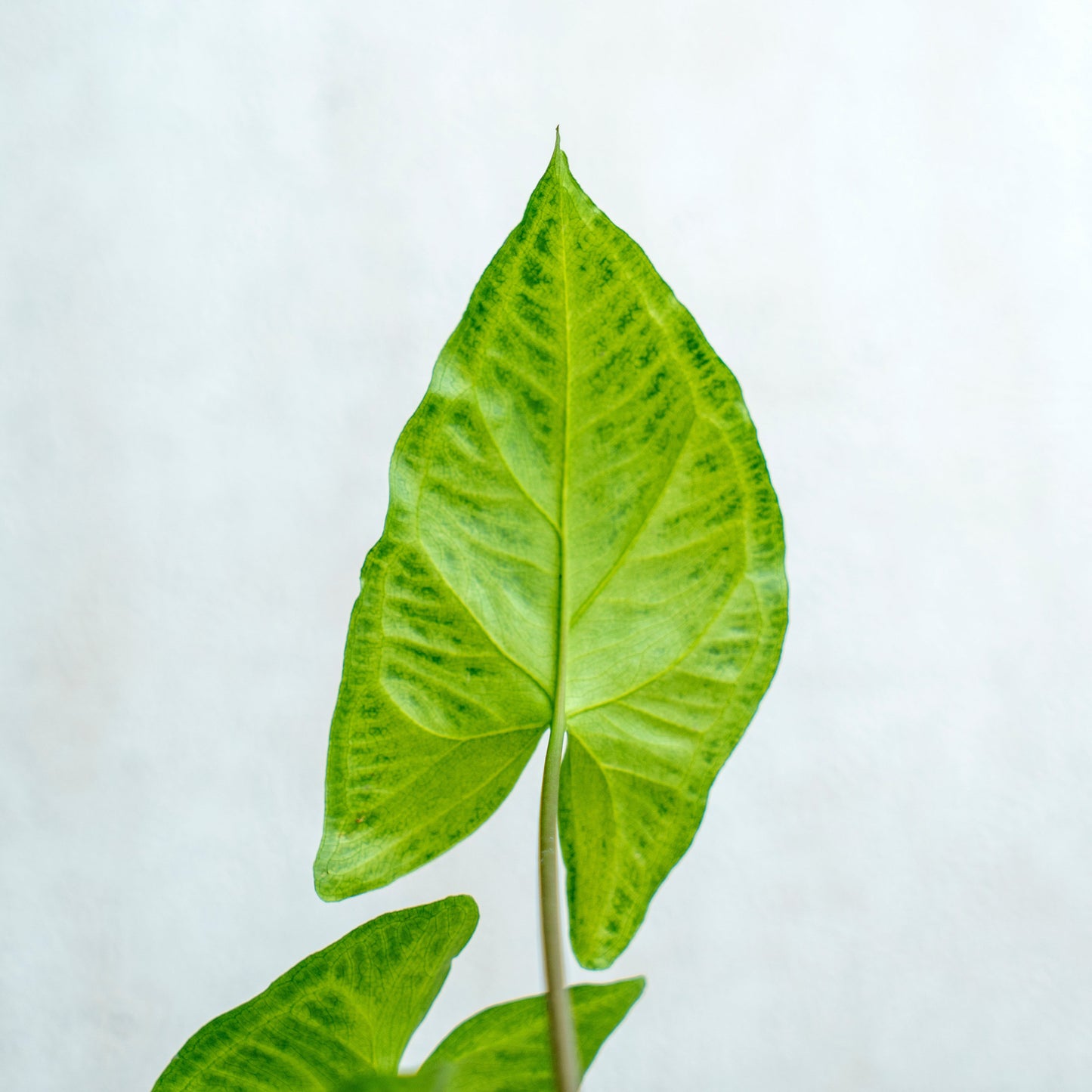 Syngonium Batik