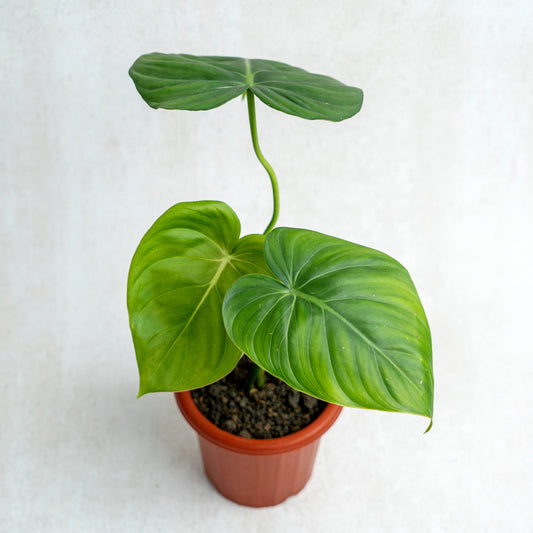 Philodendron McDowell - Indonesian Rare Plants