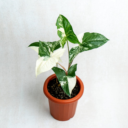 Syngonium Albo - Indonesian Rare Plants