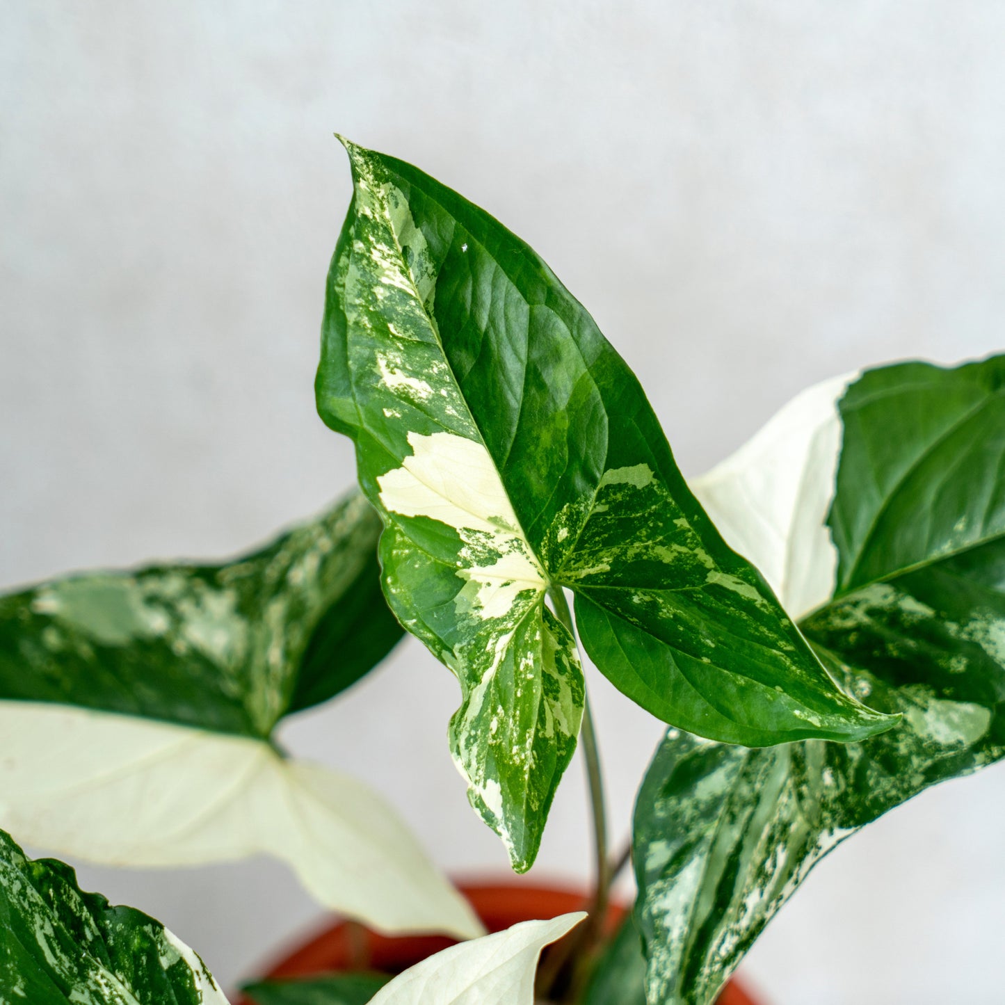 Syngonium Albo