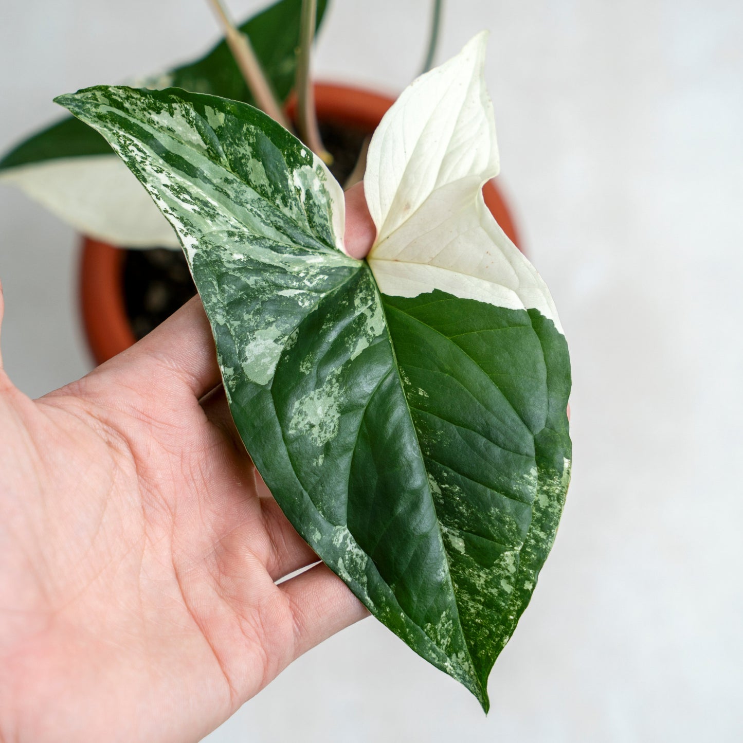 Syngonium Albo