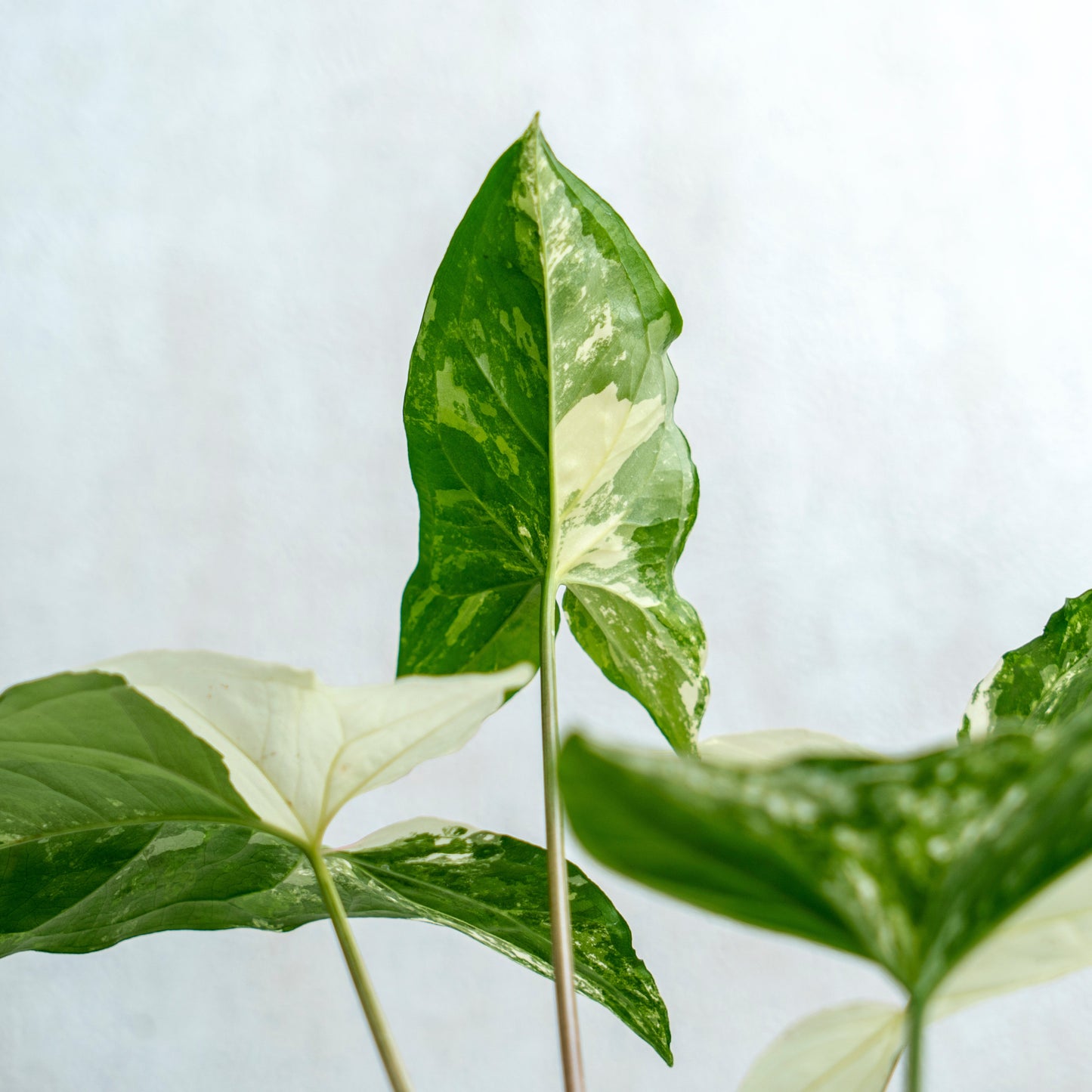 Syngonium Albo