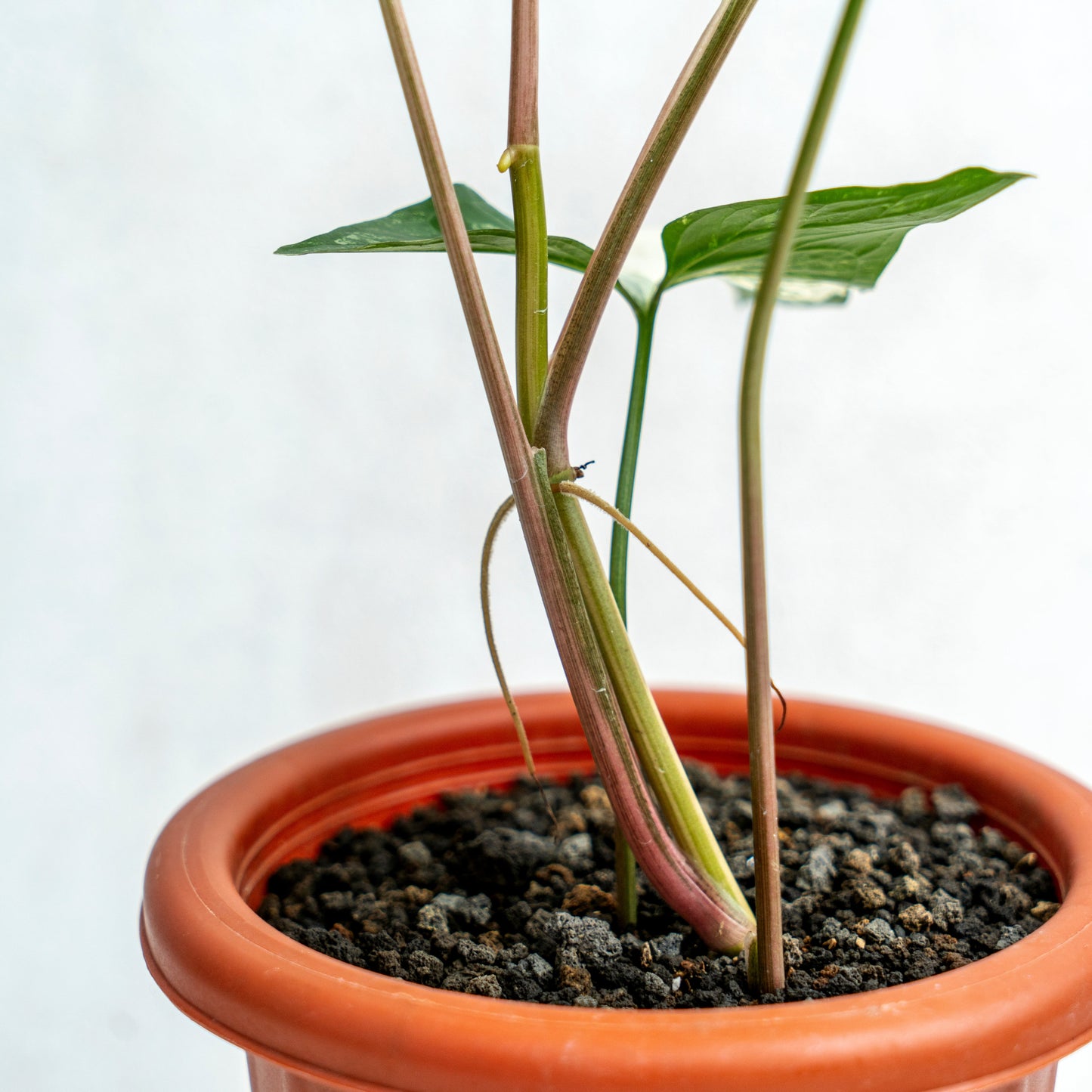 Syngonium Albo