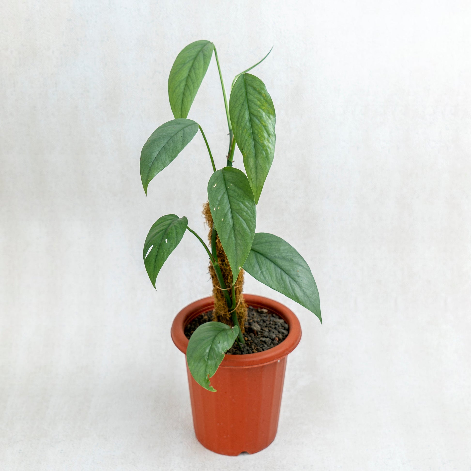 Epipremnum Cebu Blue - Indonesian Rare Plants