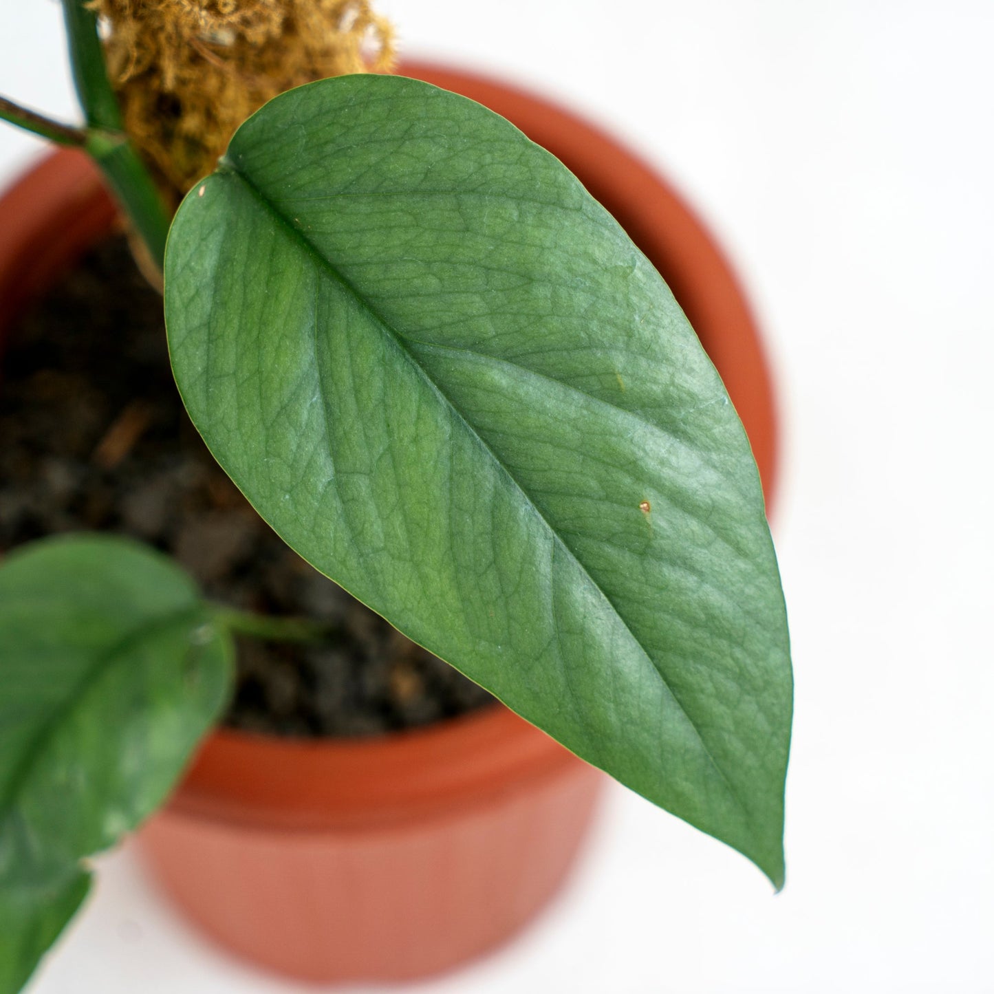 Epipremnum Cebu Blue