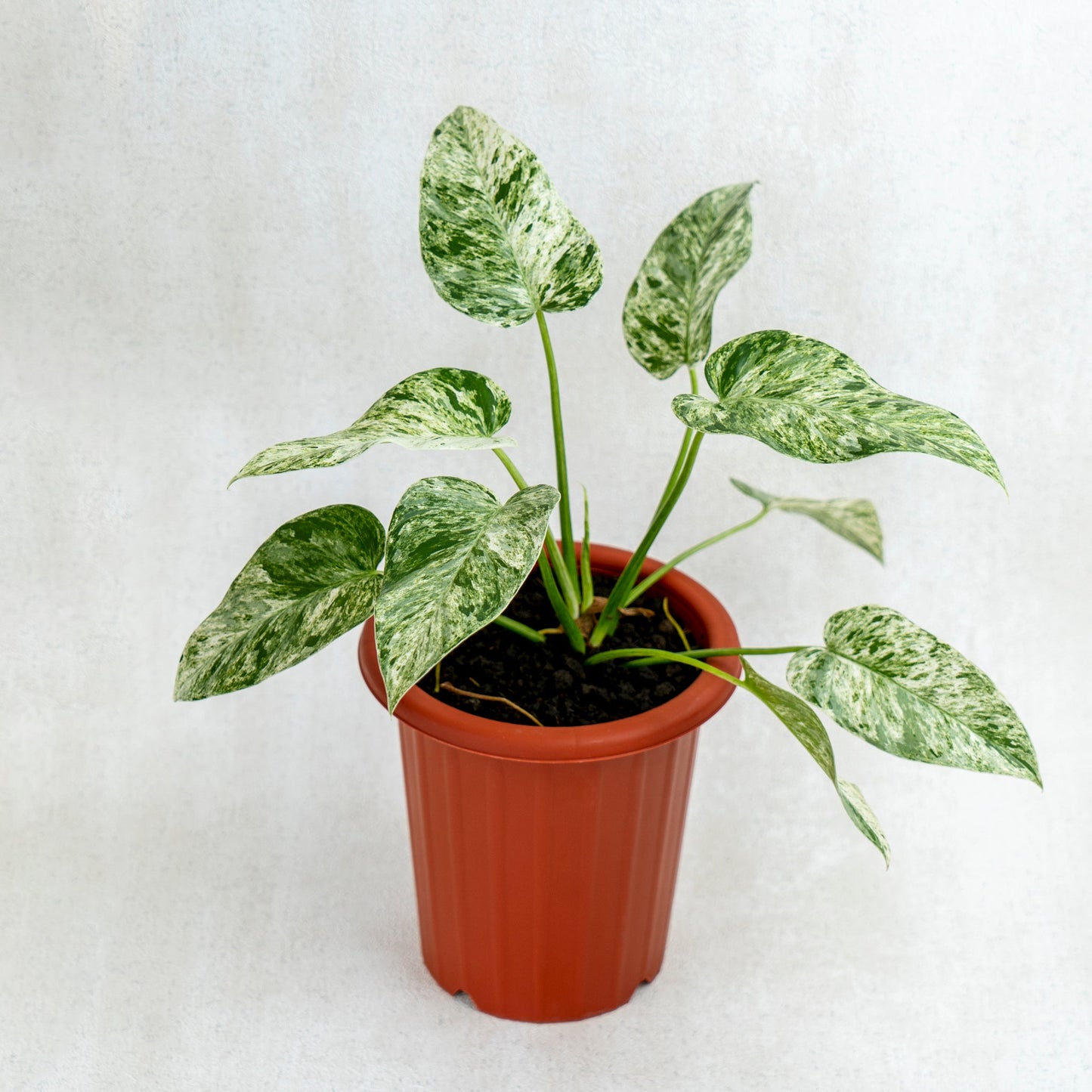 Philodendron Giganteum Marble Variegated - Indonesian Rare Plants