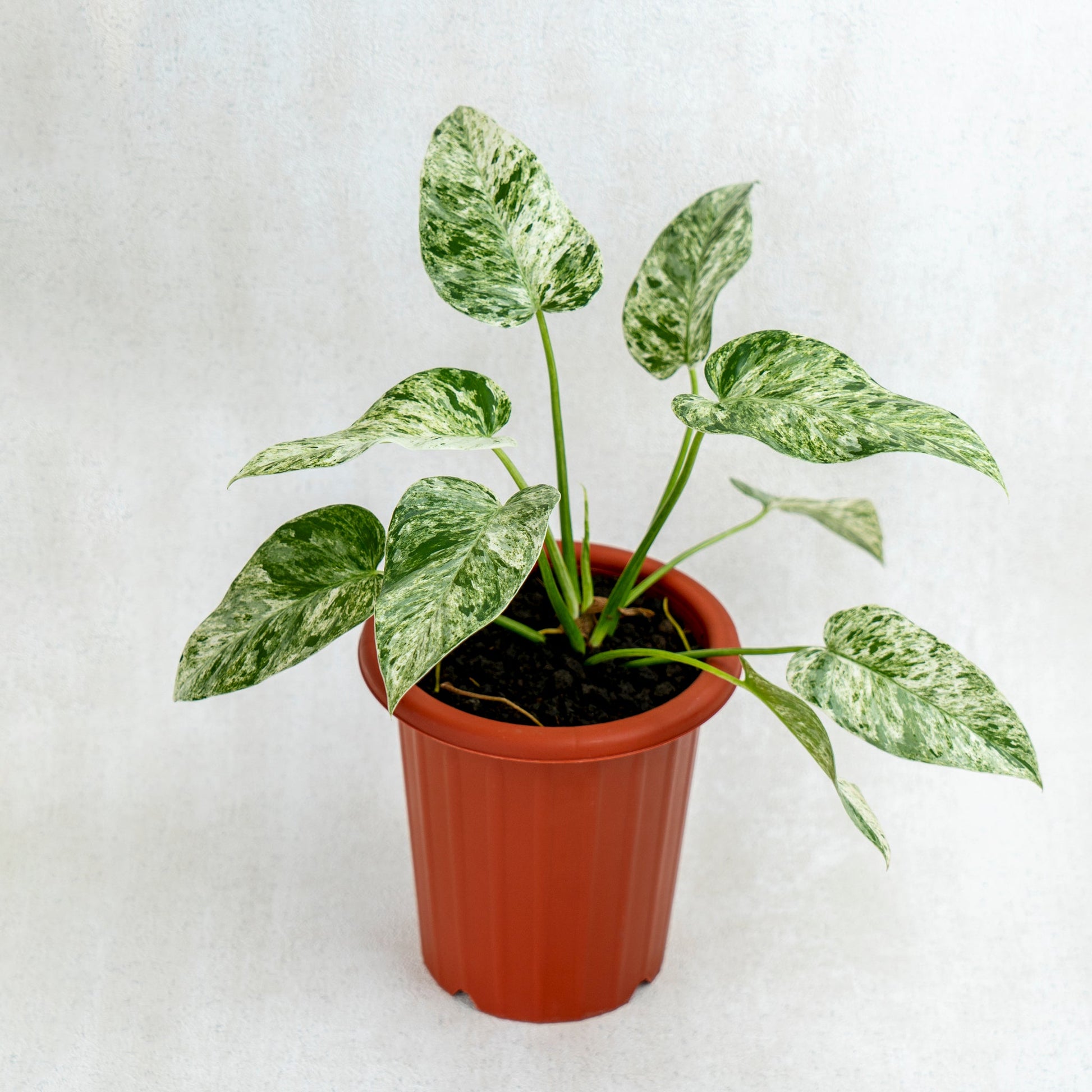Philodendron Giganteum Marble Variegated - Indonesian Rare Plants