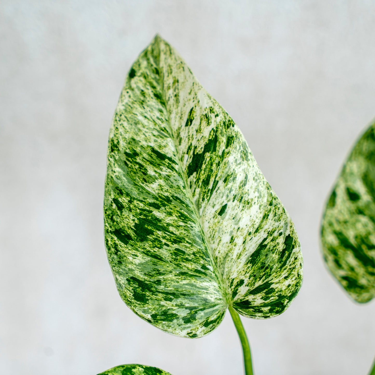 Philodendron Giganteum Marble Variegated