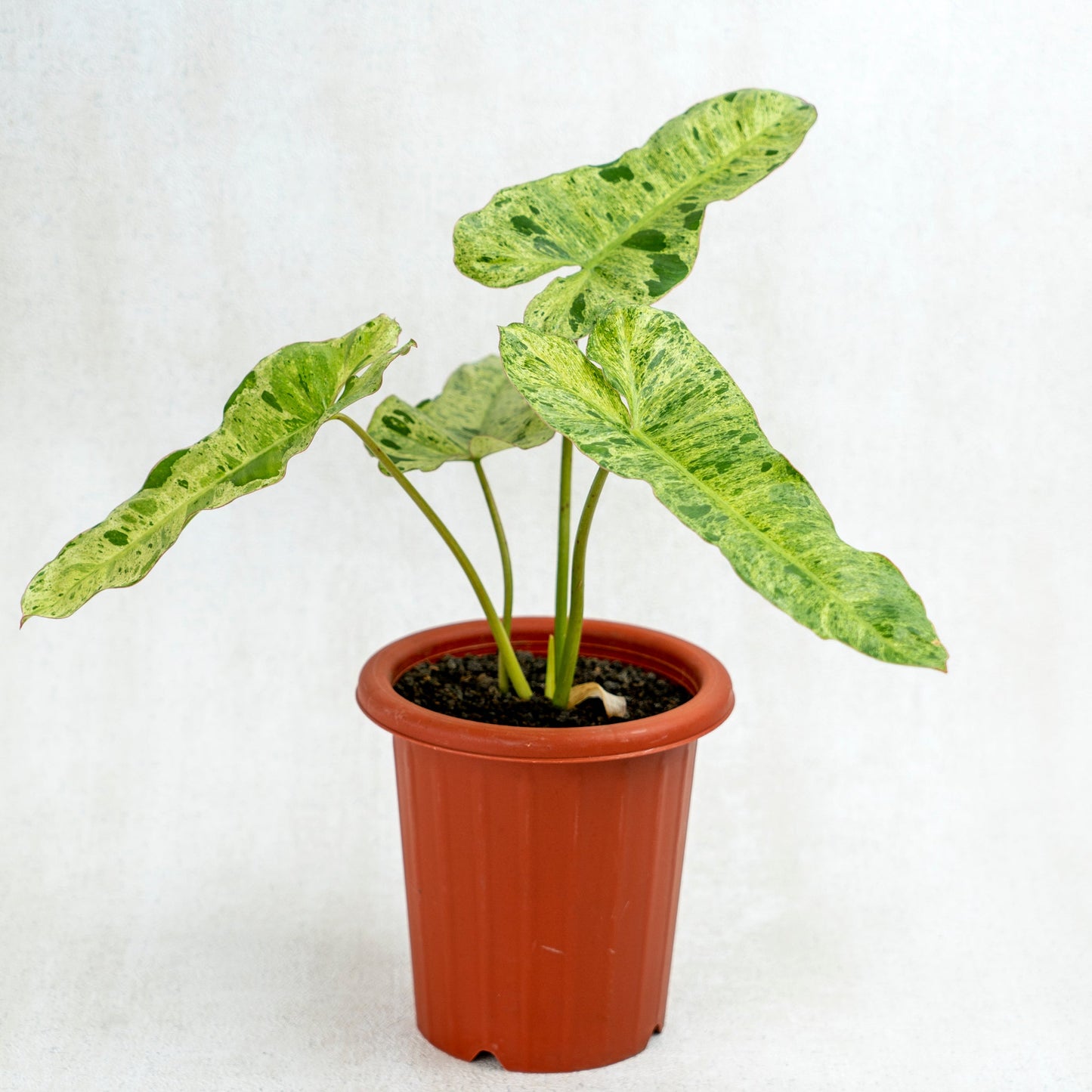 Philodendron Paraiso Verde - Indonesian Rare Plants