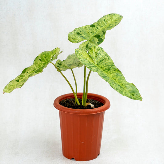 Philodendron Paraiso Verde - Indonesian Rare Plants