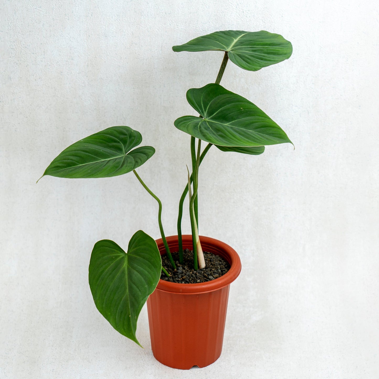 Philodendron Gloriosum - Indonesian Rare Plants