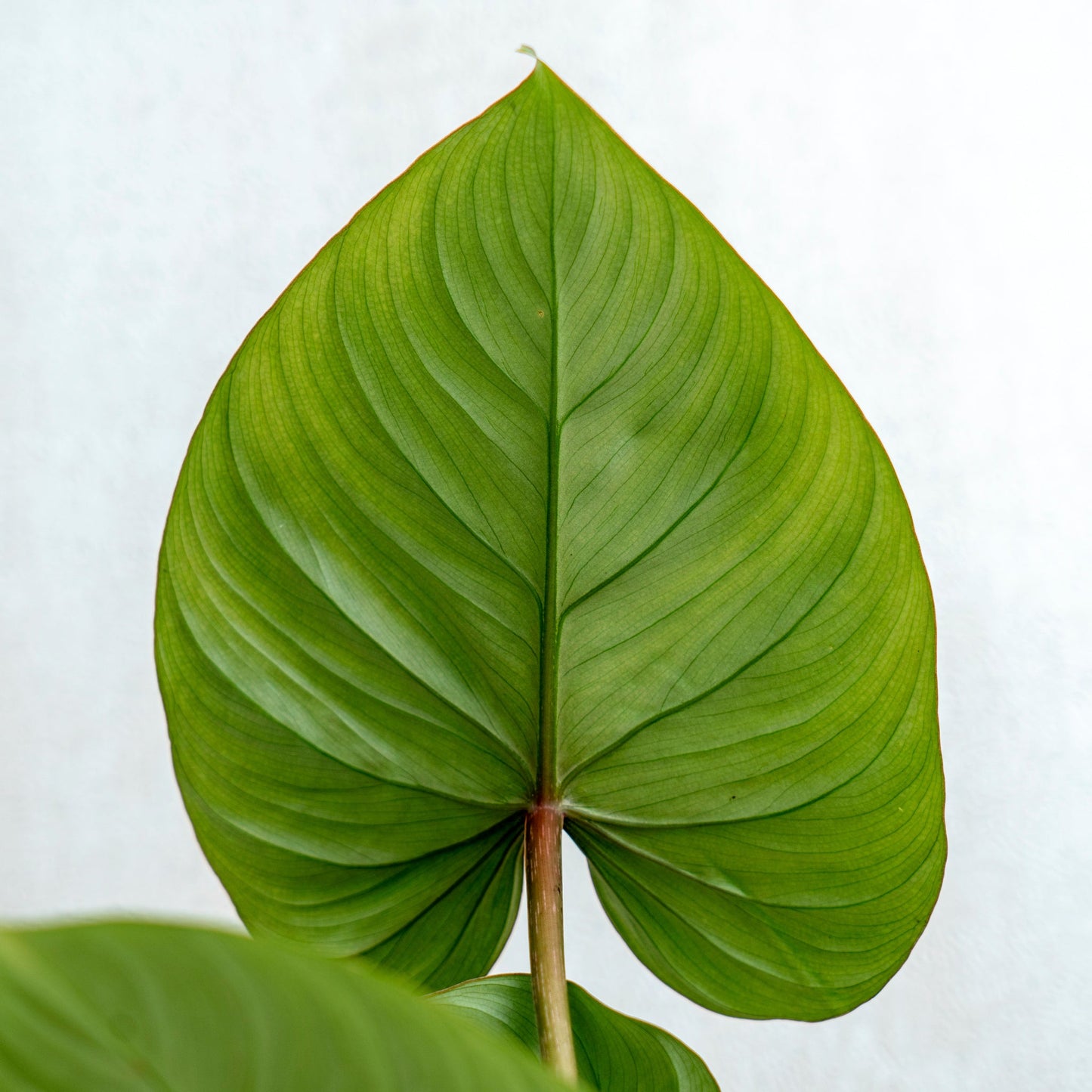 Philodendron Gloriosum