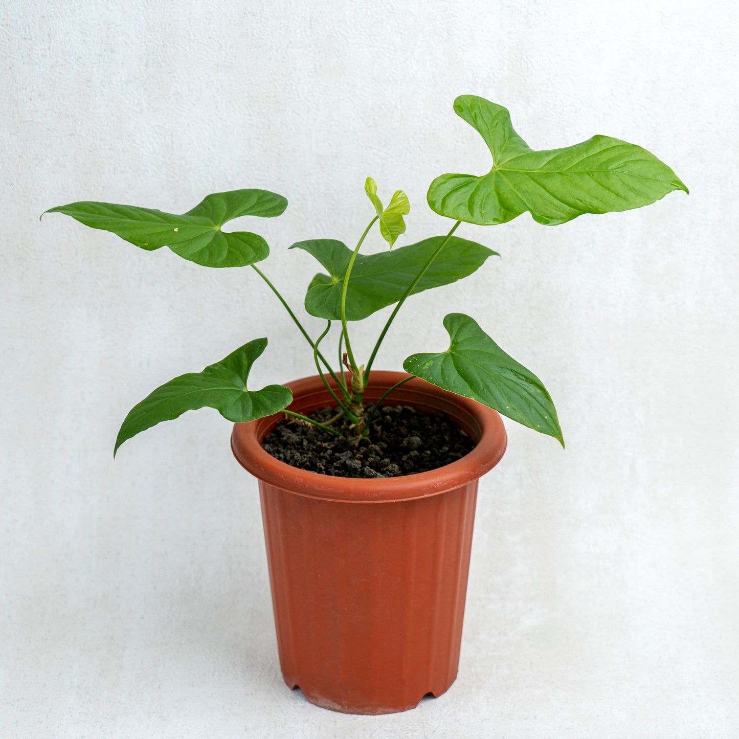 Anthurium Balaoeanum - Indonesian Rare Plants