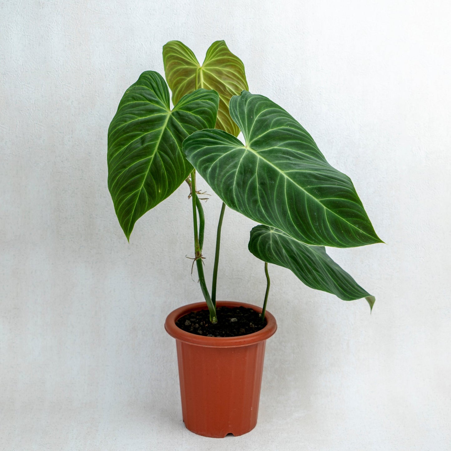 Philodendron Splendid (Melanochrysum X Verrucosum) - Indonesian Rare Plants