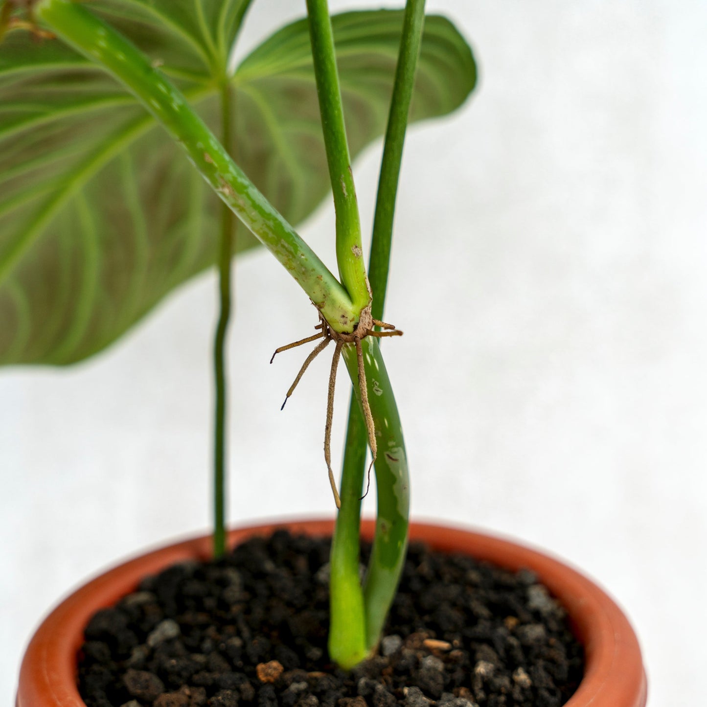 Philodendron Splendid (Melanochrysum X Verrucosum)