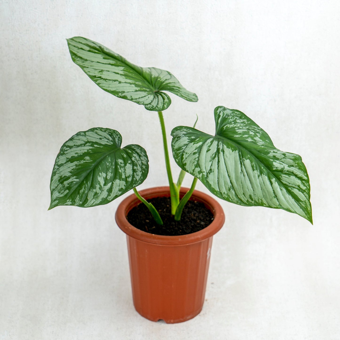 Philodendron Mameii Silver Cloud - Indonesian Rare Plants
