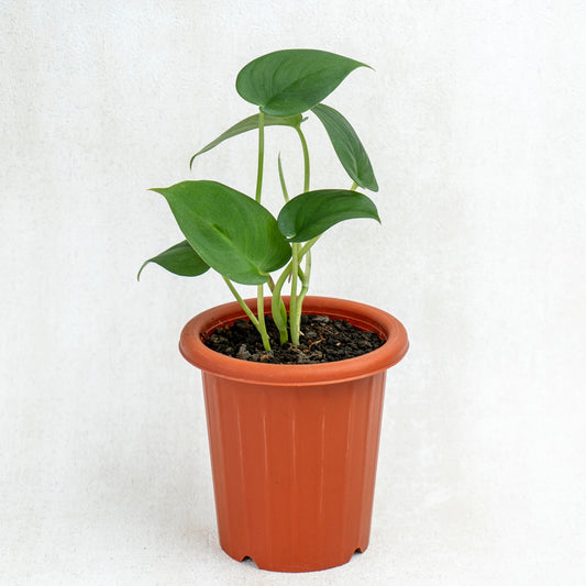 Scindapsus Jade Satin Black - Indonesian Rare Plants