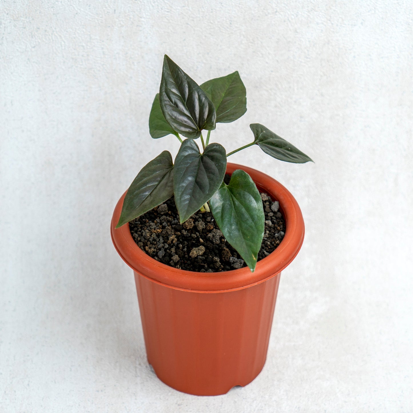 Syngonium Erythrophyllum - Indonesian Rare Plants